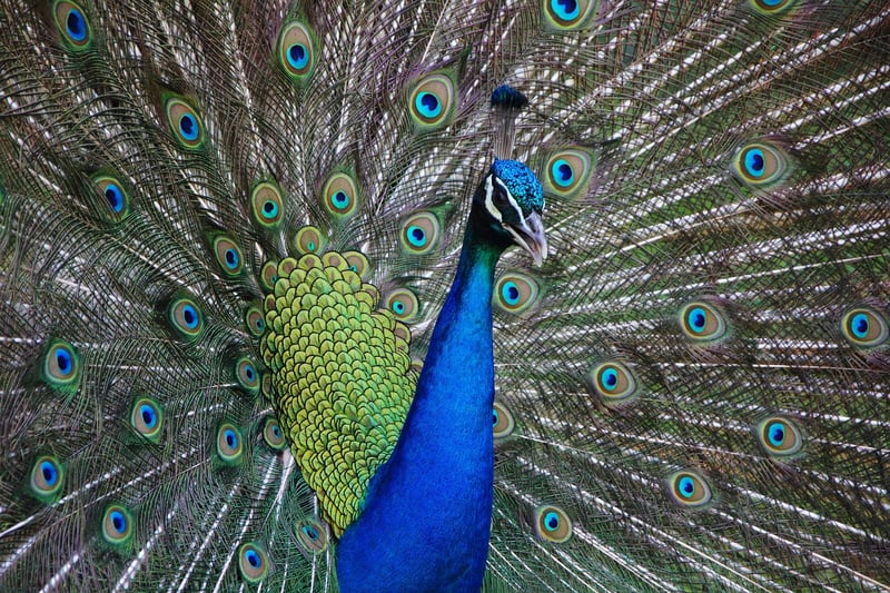 Exotic Fusion